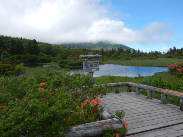 睡蓮沼