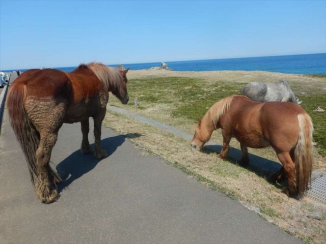 寒立馬
