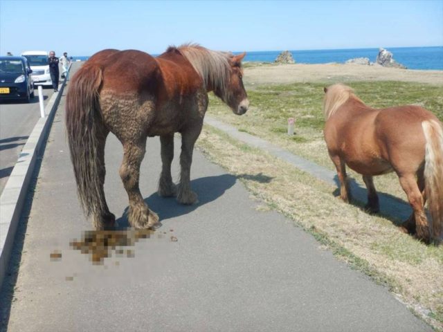 寒立馬