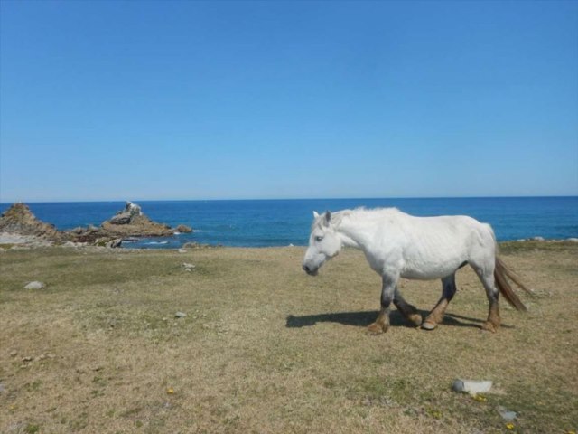 寒立馬