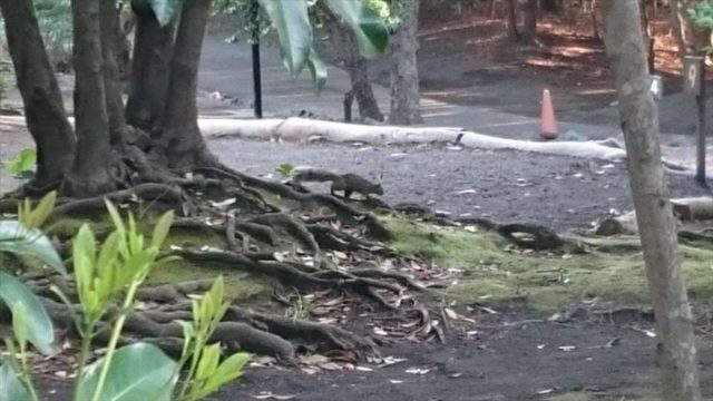 キャンプ場の朝