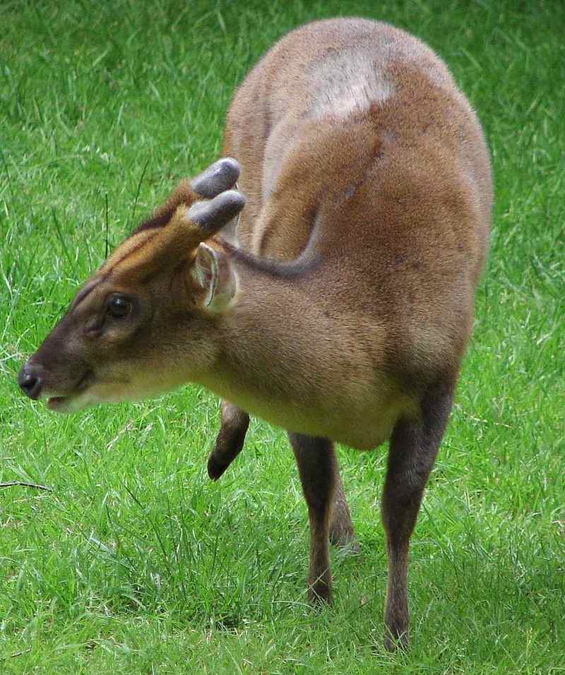 キョンの画像